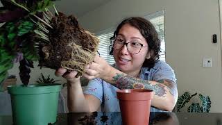 Separating and repotting Rattlesnake Plant [upl. by Venezia567]