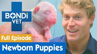 🐶 Delivering Newborn Maltese Puppies  FULL EPISODE  E2  Bondi Vet [upl. by Cesya]