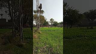 villagelife Shortshortvideo sorts subscribe dilbarofficialpk [upl. by Anialam]