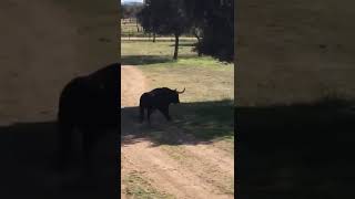 Volviendo a su cercado tauromaquia toro toros torodelidia torosbravos [upl. by Boylan168]