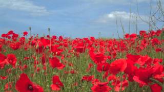 Flanders Fields [upl. by Olinde293]