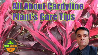 All About Cardyline Plants Care Tips [upl. by Moscow]