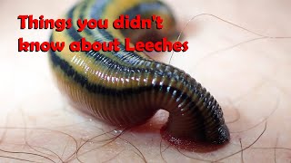 Things you didnt know about Leeches [upl. by Tirza]