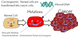 Carcinogenesis  Mechanism of action ProtoOncogenes vs Oncogenes tumor suppressor gene P53 [upl. by Nya]