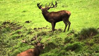 Majestic Stags on Berleburg  Hunters Video [upl. by Asyen661]