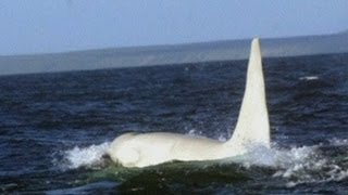 Scientists see first ever adult white orca whale [upl. by Alpheus373]