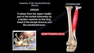 Anatomy Of The Semitendinosus Muscle  Everything You Need To Know  Dr Nabil Ebraheim [upl. by Eddy]