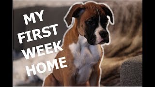 Boxer puppys First Week Home [upl. by Nuahsak]