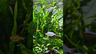 CLASSIC EPIPHYTE PLANTED AQUARIUM  FERN  ANUBIAS plantedaquarium aquascape [upl. by Narhem]