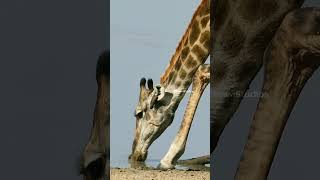 Giraffe With Oxpecker Birds Drinking Water Wincent GHqL2 wildlife nature giraffe [upl. by Walli407]