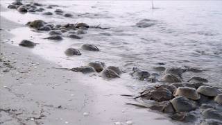 Science on the SPOT Rendezvous With Horseshoe Crabs  QUEST Philadelphia [upl. by Donaugh]