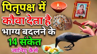 पितृपक्ष में कौए के बताये हुए 14 शुभ संकेत कौए से जुड़े शकुनअपशकुन  Crow gestures as per Hindu [upl. by Akeihsat]