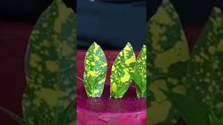 Plant propagation techniques botany trending nature plantscience viralshort howtopropogate [upl. by Atsylak511]