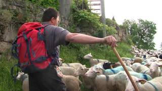 Transhumance en Val dAzun [upl. by Ayouqes205]