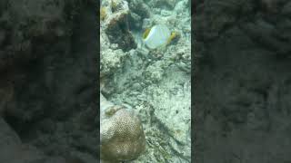 Yellowhead Butterflyfish Snorkelling in Maldives shorts [upl. by Prowel866]