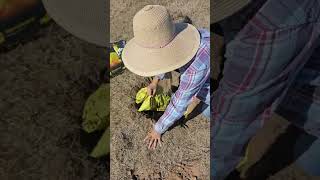 Planting a BANANA tree in Texas shorts [upl. by Lajes]