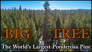 The Worlds Largest Ponderosa Pine Tree [upl. by Kellyn586]