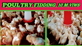 Poultry fighting for feed🐤🐥🐤viralvideo [upl. by Joselow]