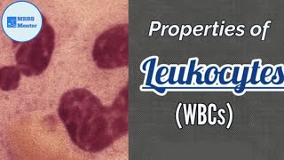 Properties of Leukocytes WBCs  Blood Physiology [upl. by Wilde]