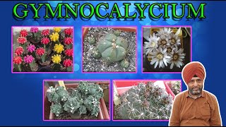 Gymnocalycium  Different species  flowers  Cacti care [upl. by Hibbert]