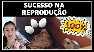 COMO REPRODUZIR CALOPSITAS  O QUE VOCÊ PRECISA SABER SOBRE CALOPSITAS [upl. by Llerreg]