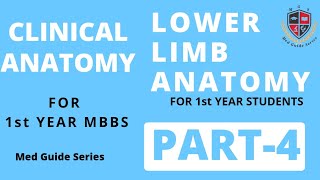 Lower Limb Clinical Part4  Human Clinical Anatomy [upl. by Anitra]