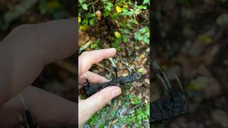 🕯️ snuff fungi asmr nature [upl. by Kriste]