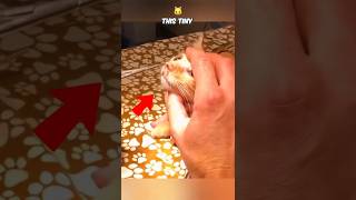 Watch as a huge parasite is extracted from a tiny kittens nostril shorts cat viralshorts [upl. by Brink662]