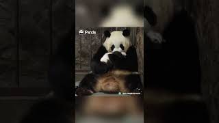 Clips Of Panda Baby And Mom In Every Step Of The Childhood  iPanda shorts [upl. by Bowers]