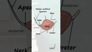 Anatomy of the Bladder [upl. by Enoval]