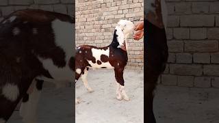 Beutiful ablak male goat goatfarminindia animals indiangoatfarm [upl. by Doowron]