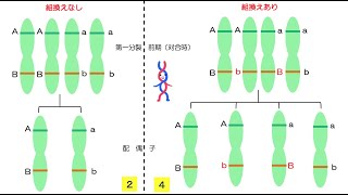 45高校生物「組換えによる遺伝的多様性」2022 [upl. by Layla]