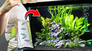 NEW Fish For 10 Gallon Planted Aquarium Community Tank [upl. by Royden513]