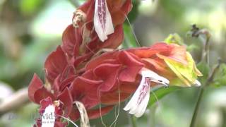 Justicia brandegeeana Acanthaceae Shrimp Plant  florcamarão [upl. by Enomyar]