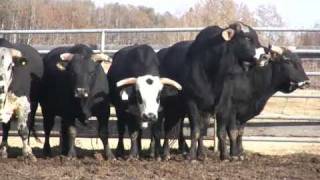 Canadian Finals Rodeo Bucking Bulls [upl. by Jamie]