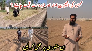 Garlic farming Lahsan ki kasht ka behtreen treeka aur kuch zaroori maloomat IR FARM [upl. by Shana]