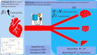 Inotropes and vasopressors Which one to pick  part 1 [upl. by Renzo]