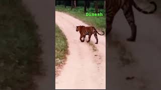 F Mark Tigress Full Road Show😍🐯🐅 penchtigerreserve savetiger tiger tigerconservation wildlife [upl. by Janicki319]