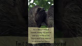 5 Facts about Sloths  Educational [upl. by Attenehs]