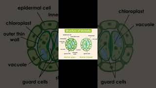 Labelled Diagram of Stomatastudy trending exampreparation [upl. by Clarise]