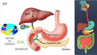 Spijsvertering 2 De functie van de organen [upl. by Hanny]