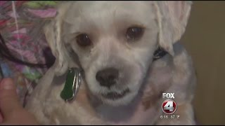 PetSmart Groomer Injures Dog [upl. by Bodwell]