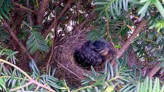 Robins Nest  The Fledgling Days  Last days in the Nest [upl. by Naras]