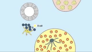 10 1 Germinal Center Reaction [upl. by Martita]