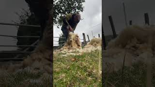 Shearing with new cordless handpiece sheephusbandry wool wool [upl. by Florette]