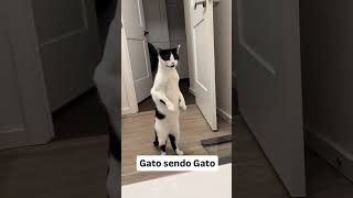 GATO SENDO GATO 🐈💧💧🐈 HELP ITS GOING TO FLOOD [upl. by Gervais]