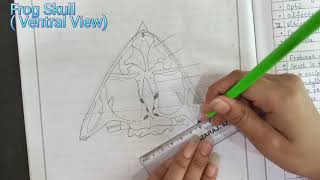 Diagrams Of Frog Skull  Pectoral Girdle and Sternum  Pelvic Girdle Of Frog  Zoology Practical [upl. by Farleigh838]