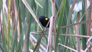 Sargento Agelasticus thilius Yellowwinged Blackbird [upl. by Biagi162]