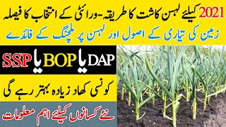 Garlic farming  How to start Garlic farm in Pakistan Organic garlic elephant garlic Lahsan kasht [upl. by Kinch]