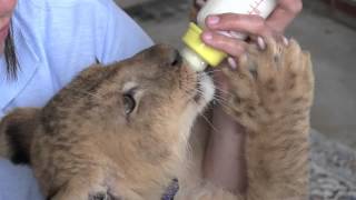 赤ちゃんライオンのミルクタイム Baby Lions drink milk [upl. by Nocaj239]